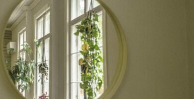 green plant on white window